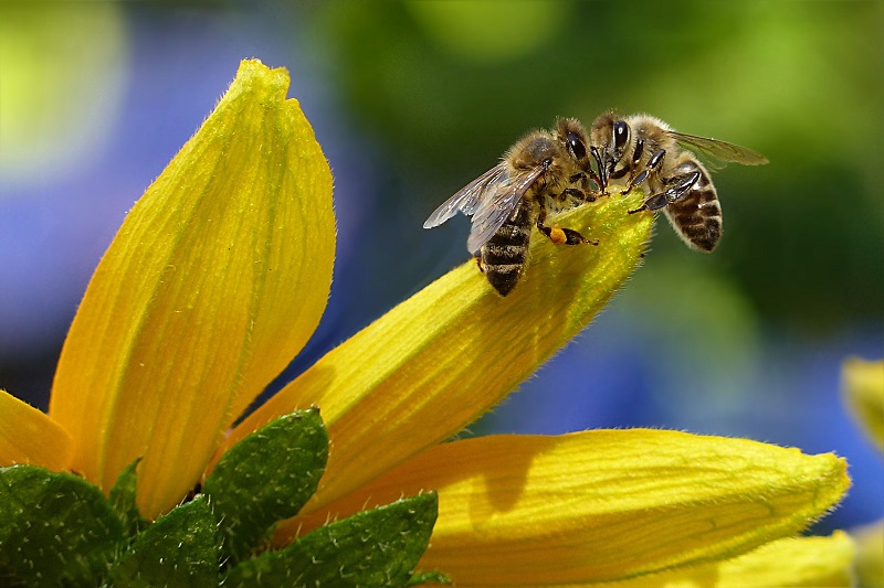 ¿Sabías que las abejas pueden reconocer rostros humanos?