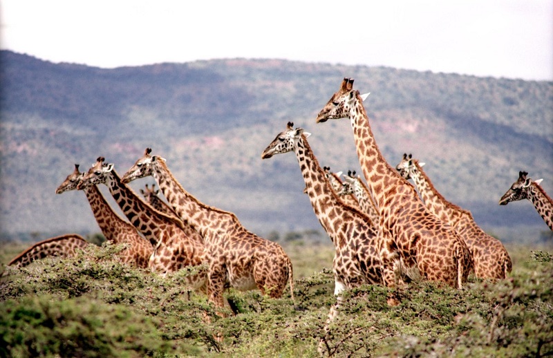 ¿Por qué las jirafas tienen cuellos tan largos?