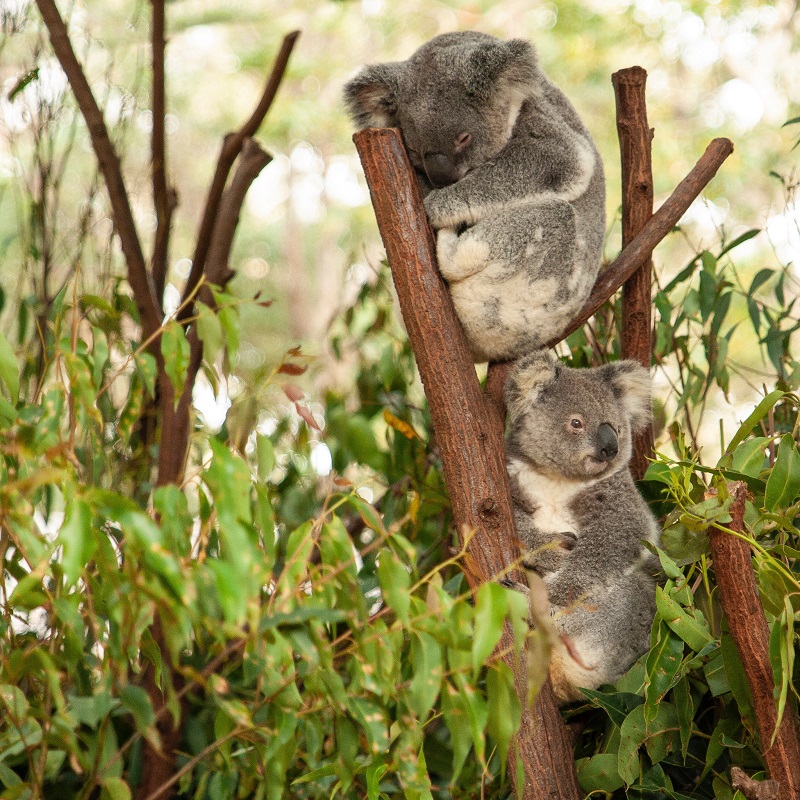 ¿Por qué los koalas duermen tanto?