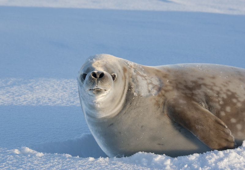 La vida de los animales en la Antártida