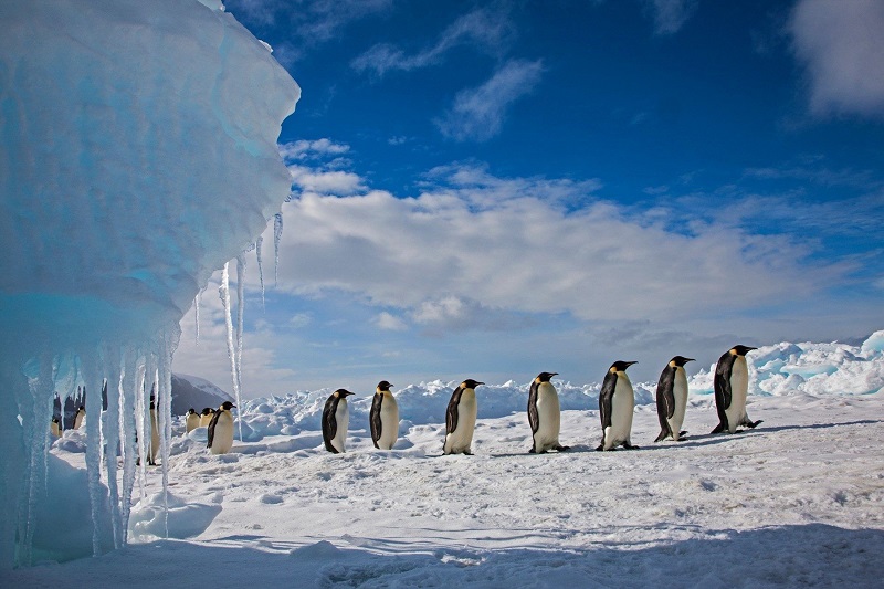 Conservación de la vida animal en la Antártida